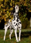 54 Farbenspiel